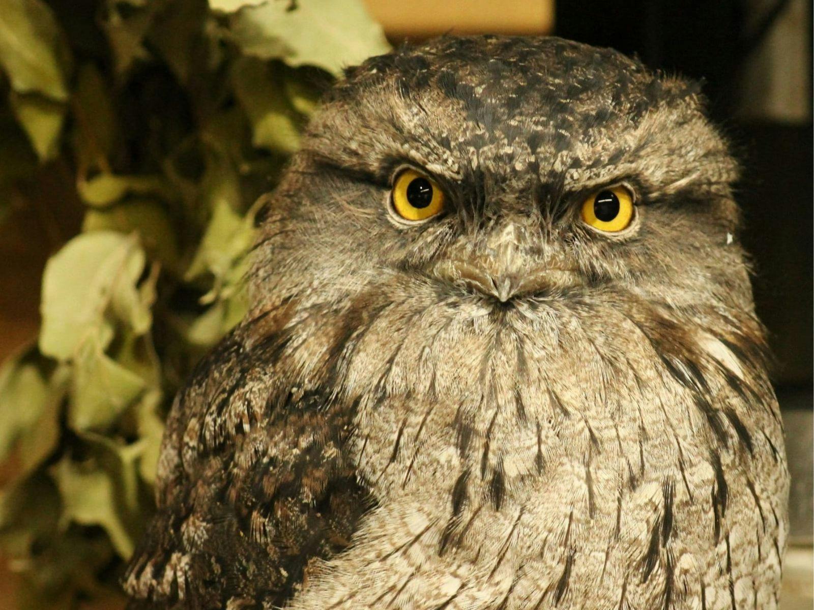 ローターワンで野生動物を観察するヘリコプターアドベンチャー