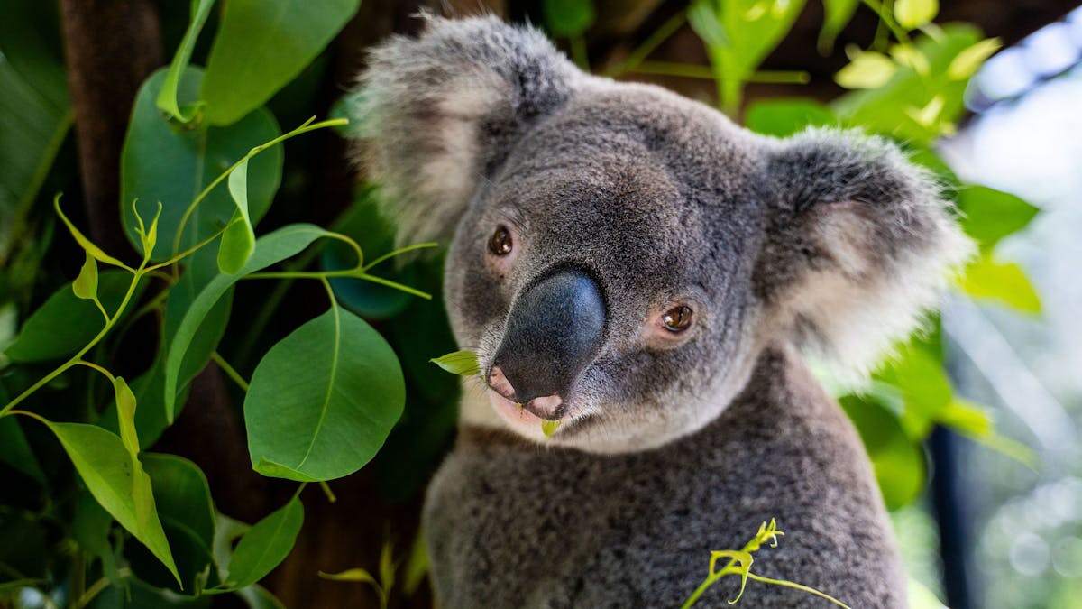 Close up of a koala among eucalyptus leaves, Wildlife Habitat Port Douglas Tropical North Queensland