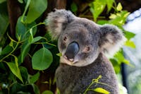 Close up of a koala among eucalyptus leaves, Wildlife Habitat Port Douglas Tropical North Queensland