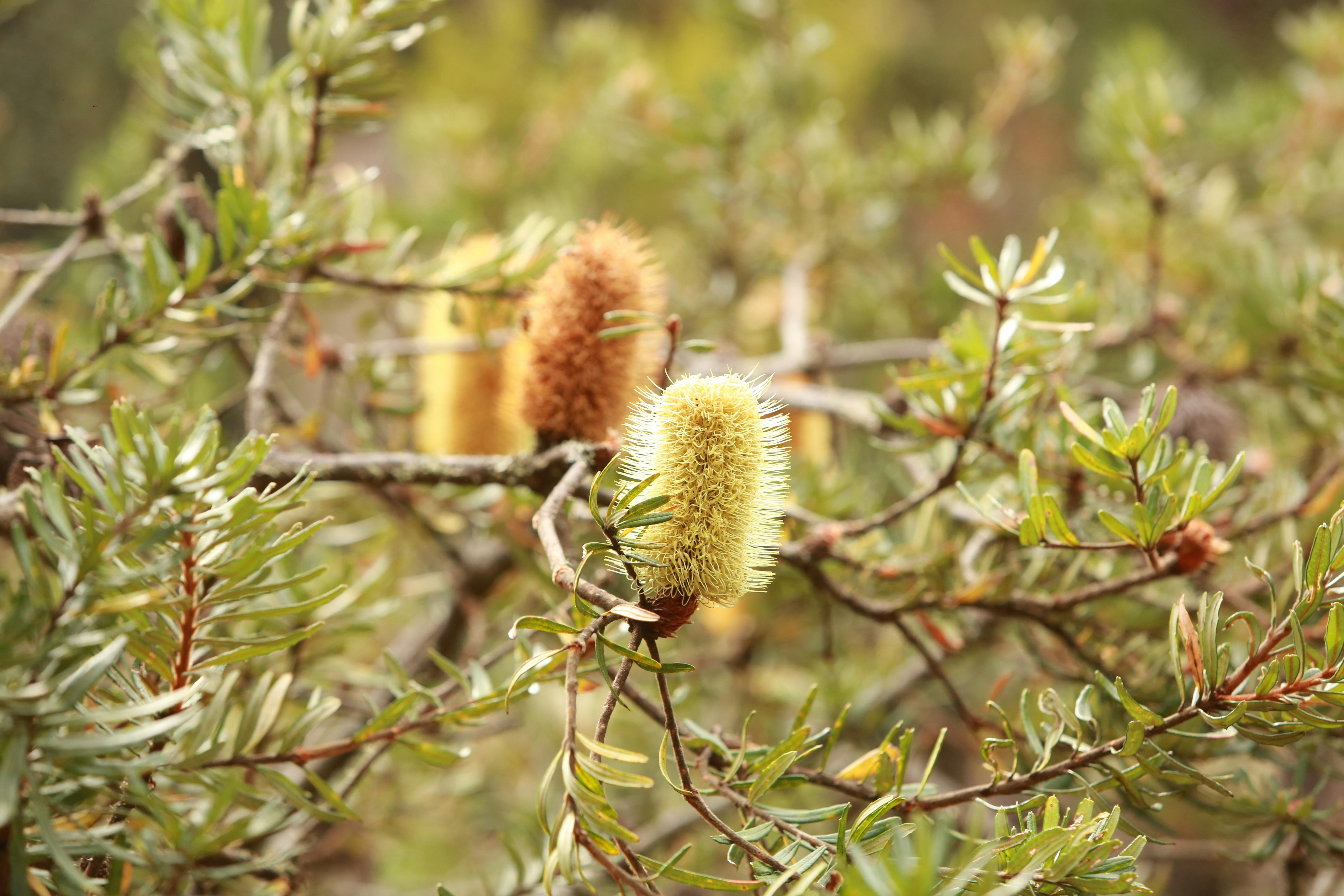 Tasmania Banksia