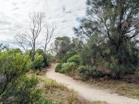 Coastal flora on the Grade 2 section