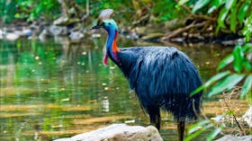 Cassowary