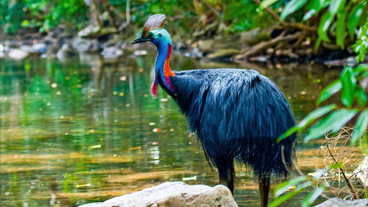 Cassowary