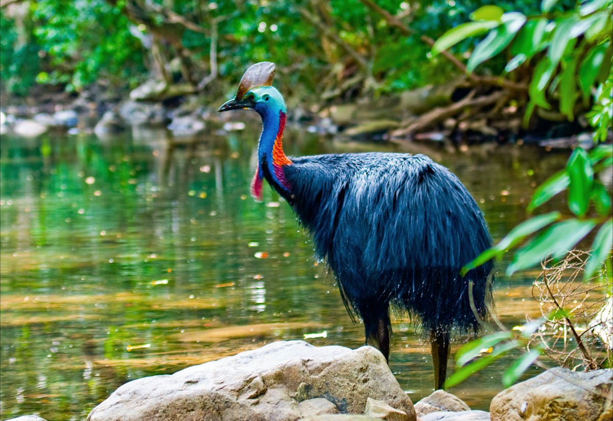 Cassowary