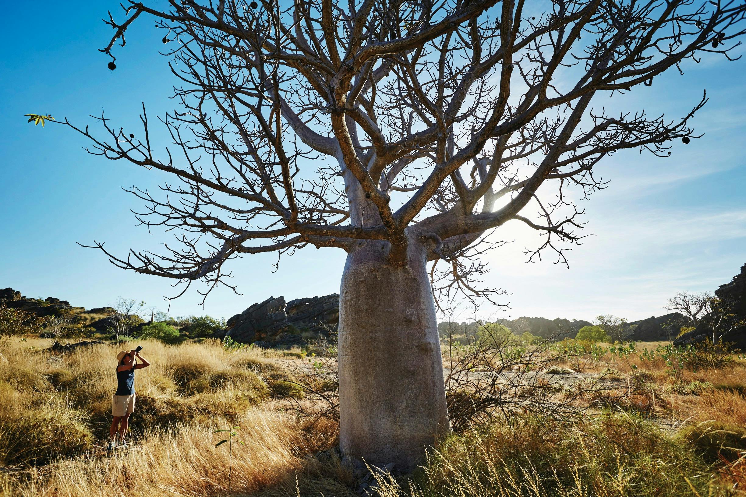 Pilbara Wildflower Trail, the Kimberley, Western Australia