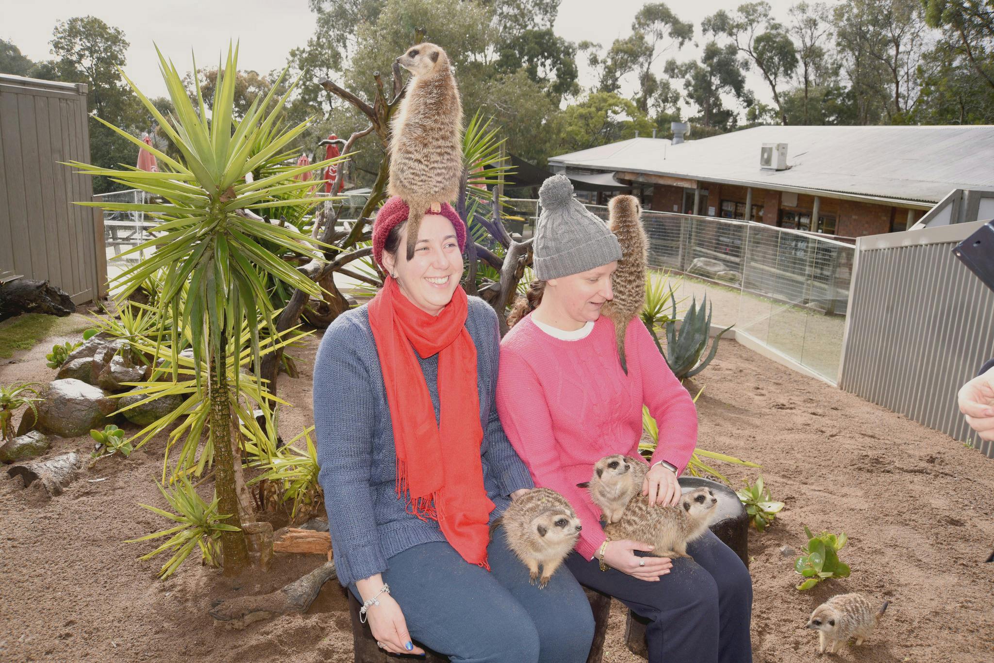 Visitors with meerkats clinming on them in an encounter
