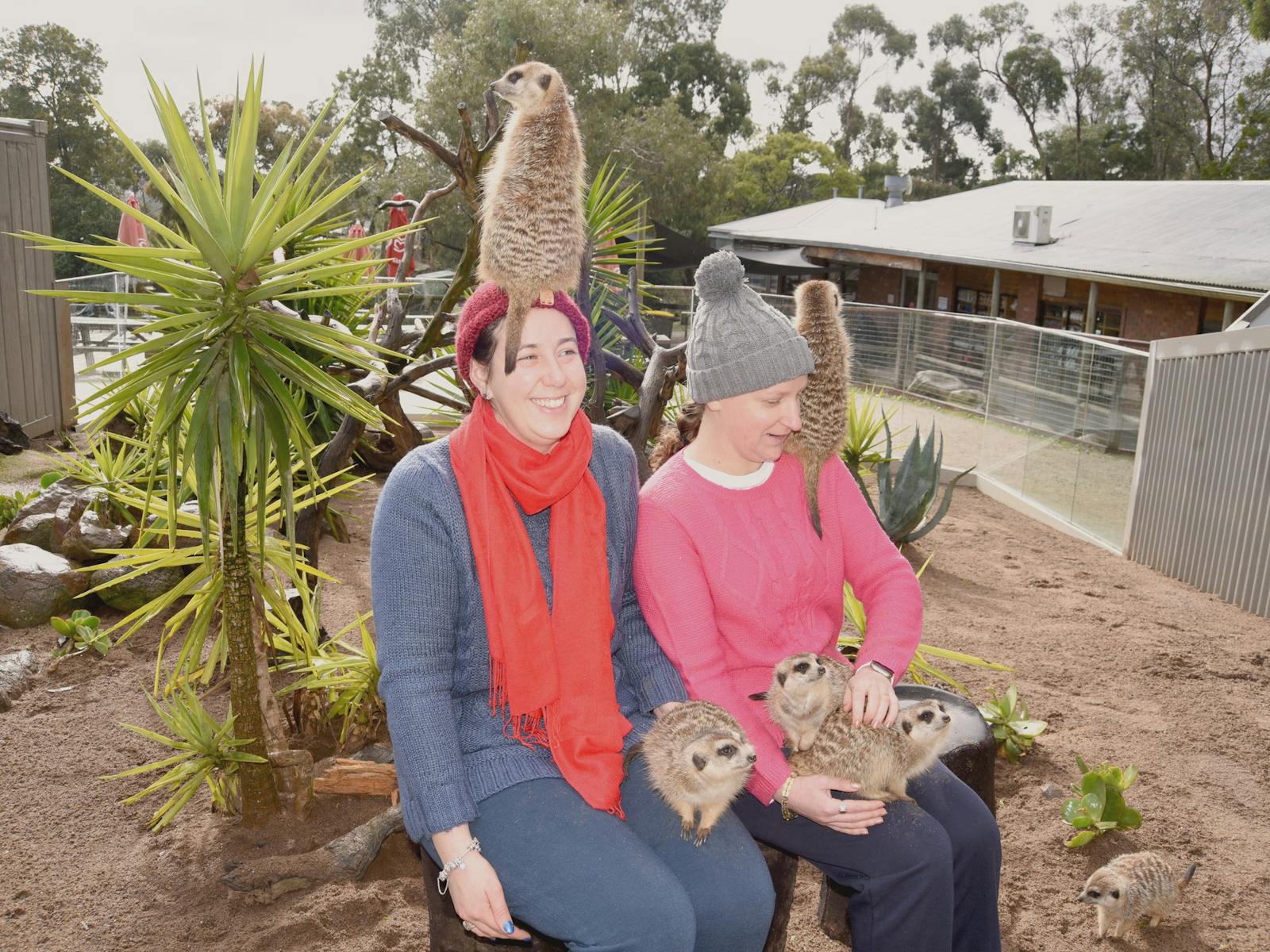 Visitors with meerkats clinming on them in an encounter