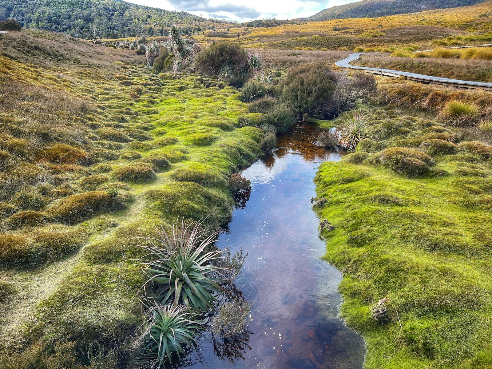 Tranquil Ronny Creek at Cradle Mountain National Park