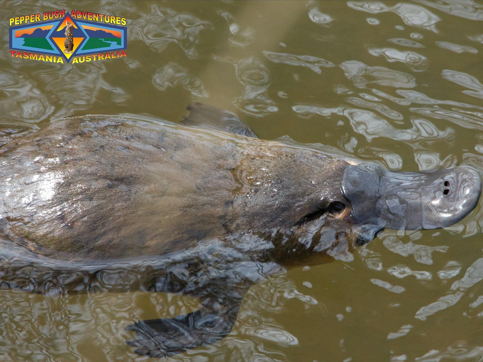 Platypus in waterways