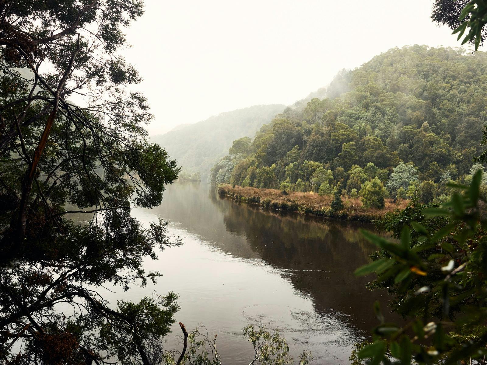 Magical rainforest views