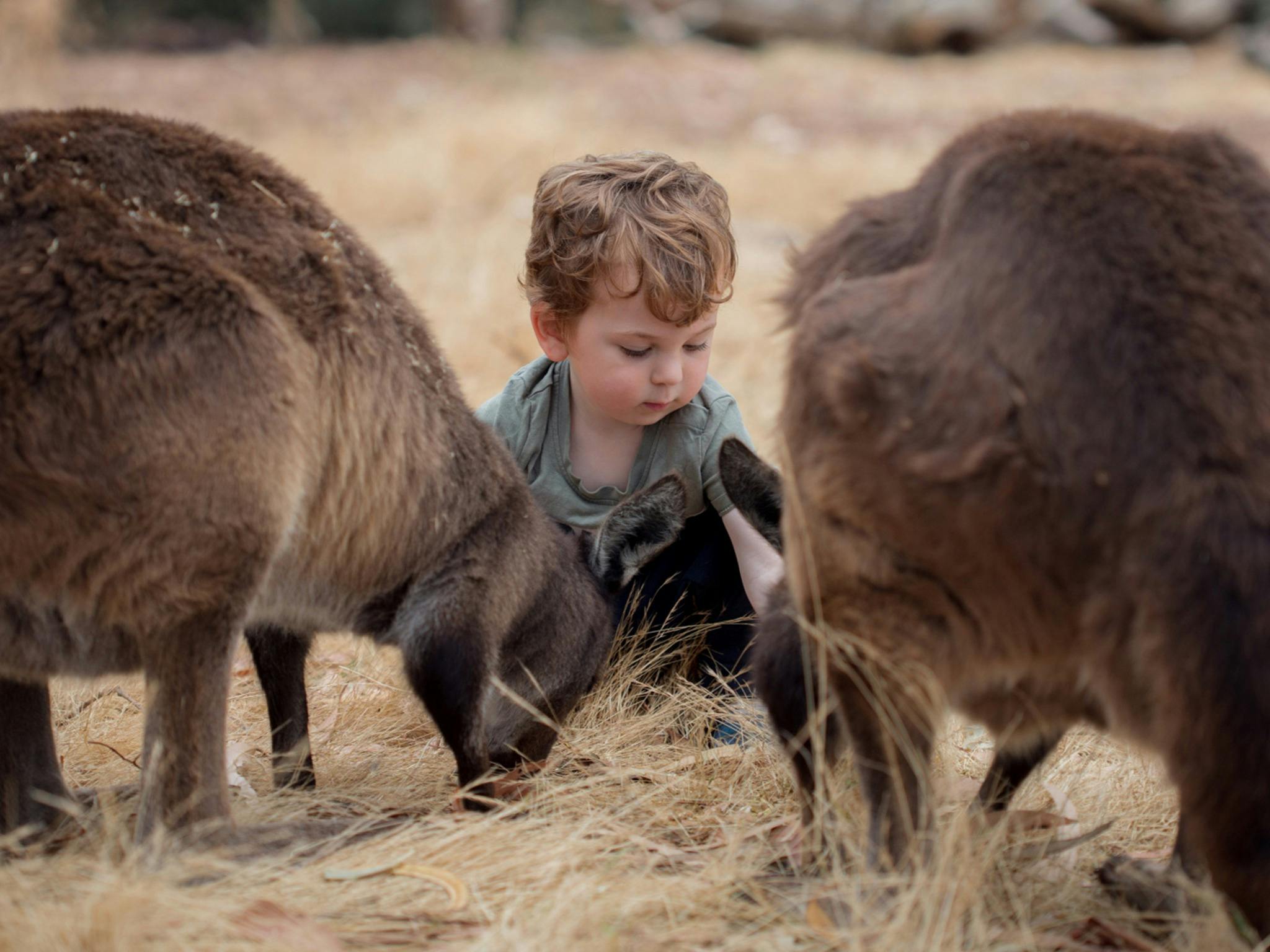 Feed native Australian animals