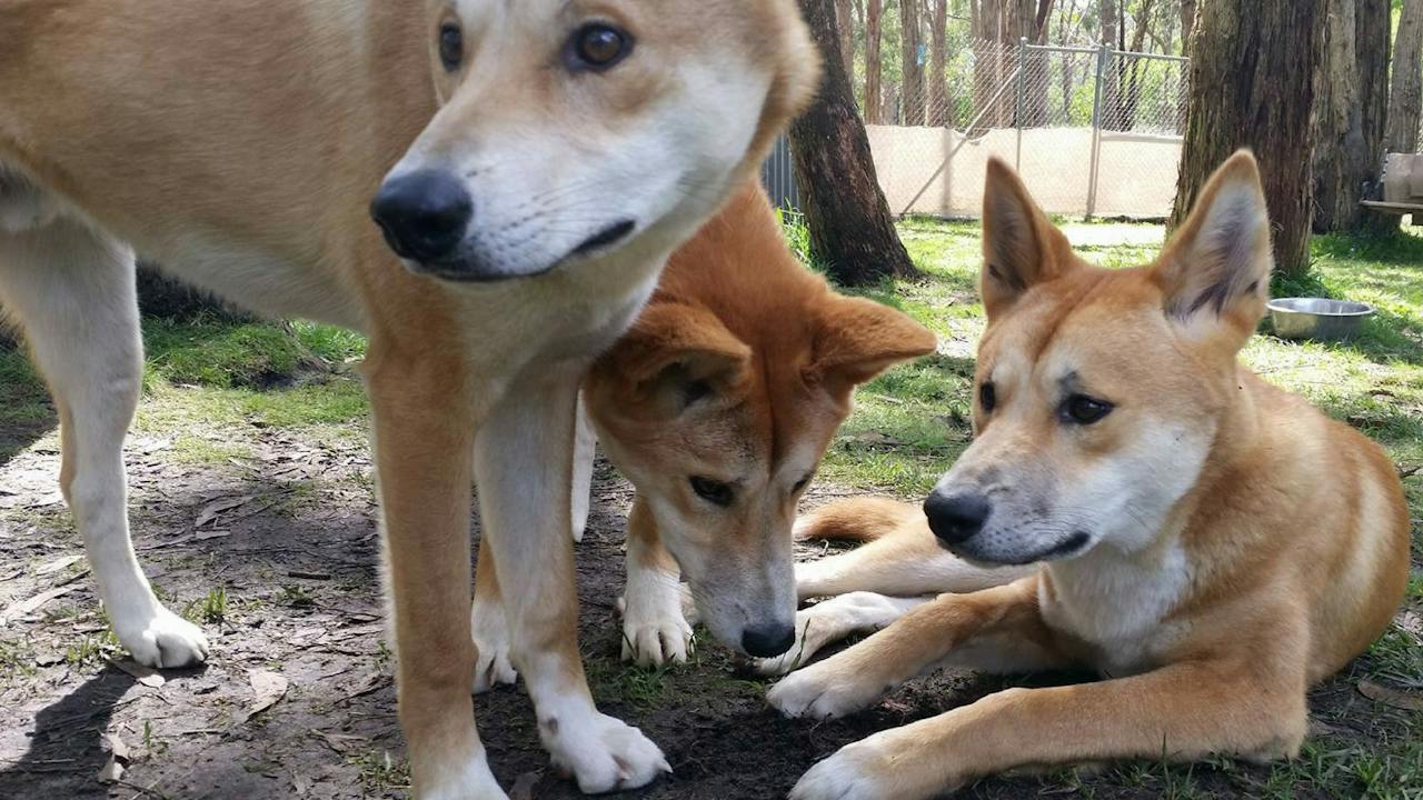 Dingoes