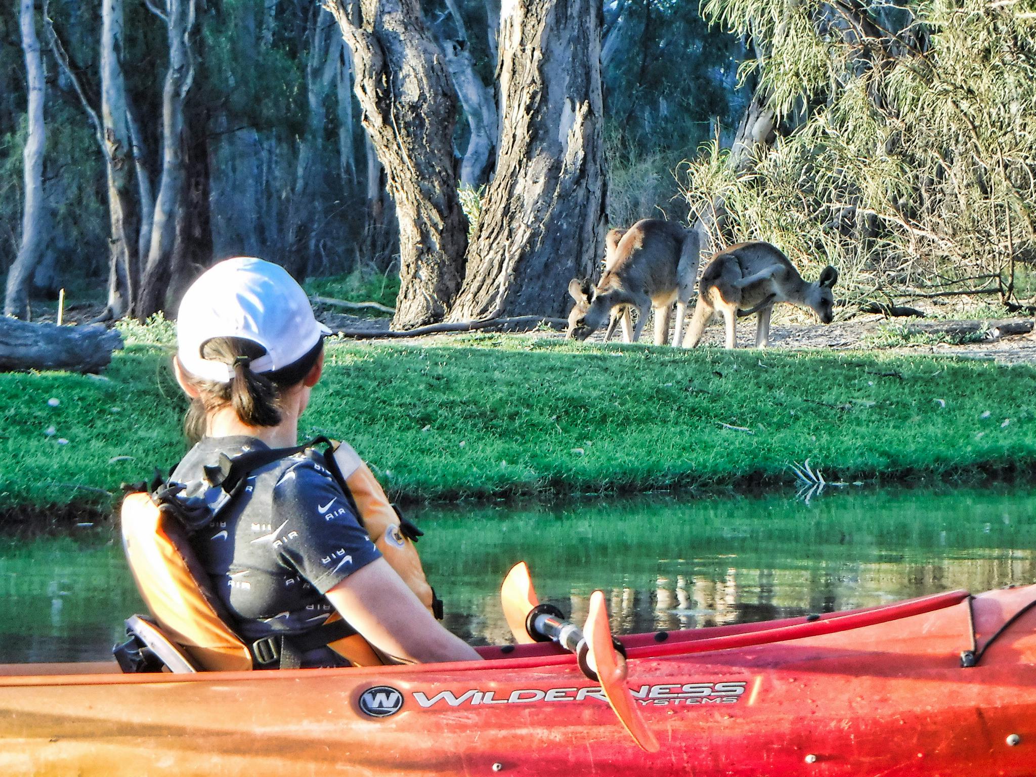 Kayaker glides quietly past kangaroos feeding on the river bank nearbyy