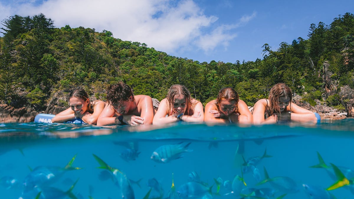 Split-level ocean view of swimmers above tropical fish in clear Whitsunday waters