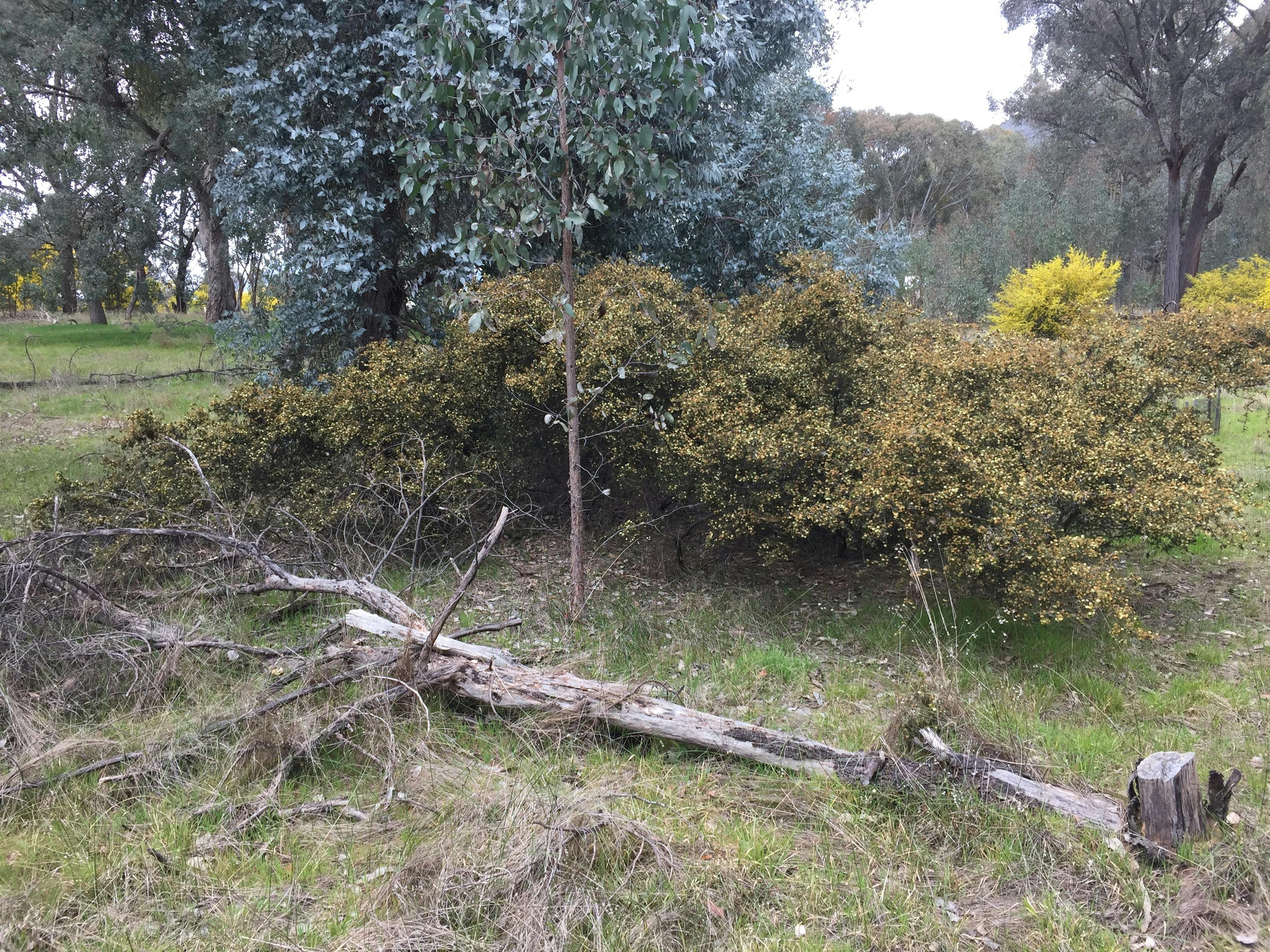 Juniper Wattle flowering at Stringybark Reserve
