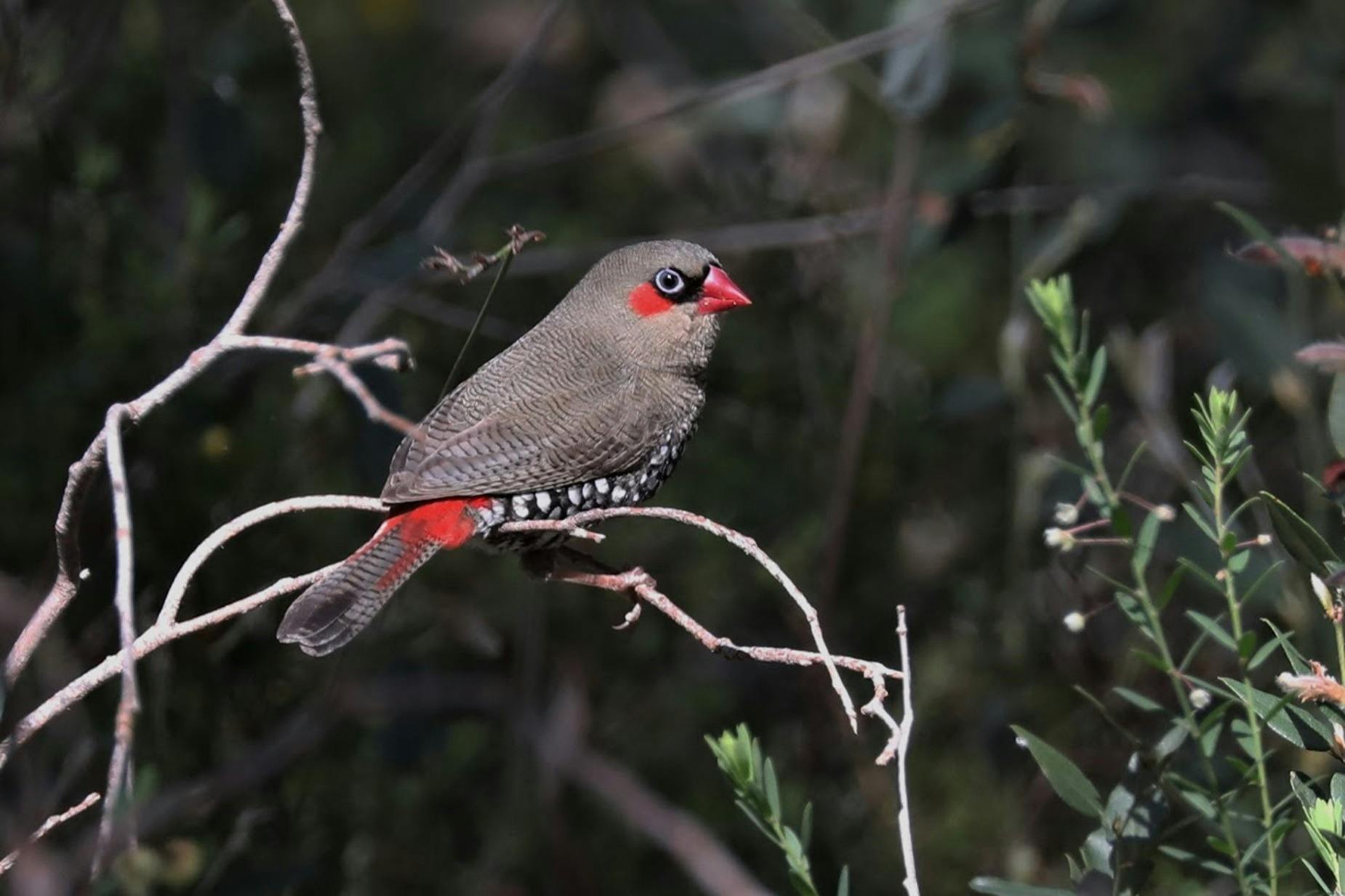 Red-eared Fire-tailed Finch Bickley Resevoir Korung