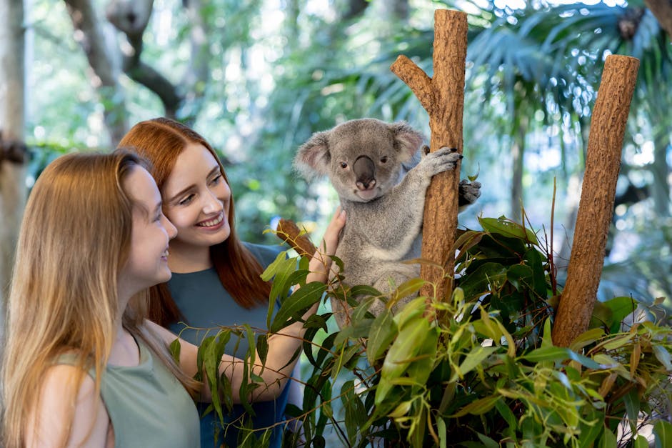Lone Pine Koala Sanctuary