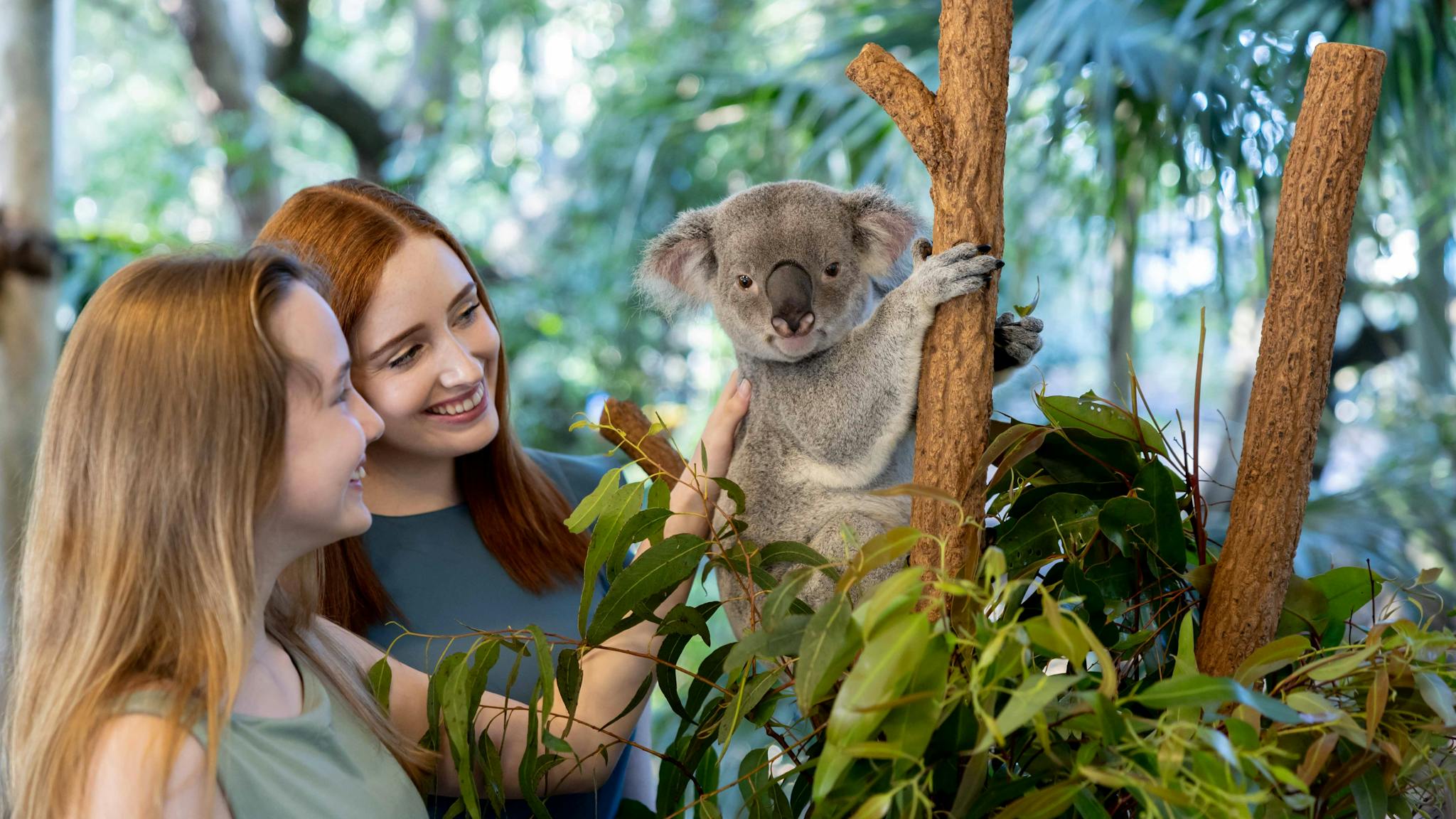 Patting a koala while in the tree. Patting a koala while in the tree.