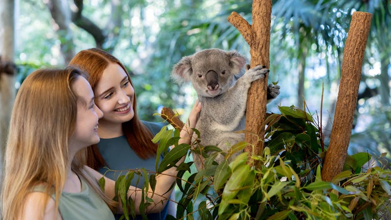 Patting a koala while in the tree.