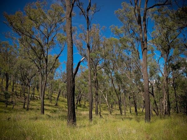 Tall trees stand on a grassy hill slope.