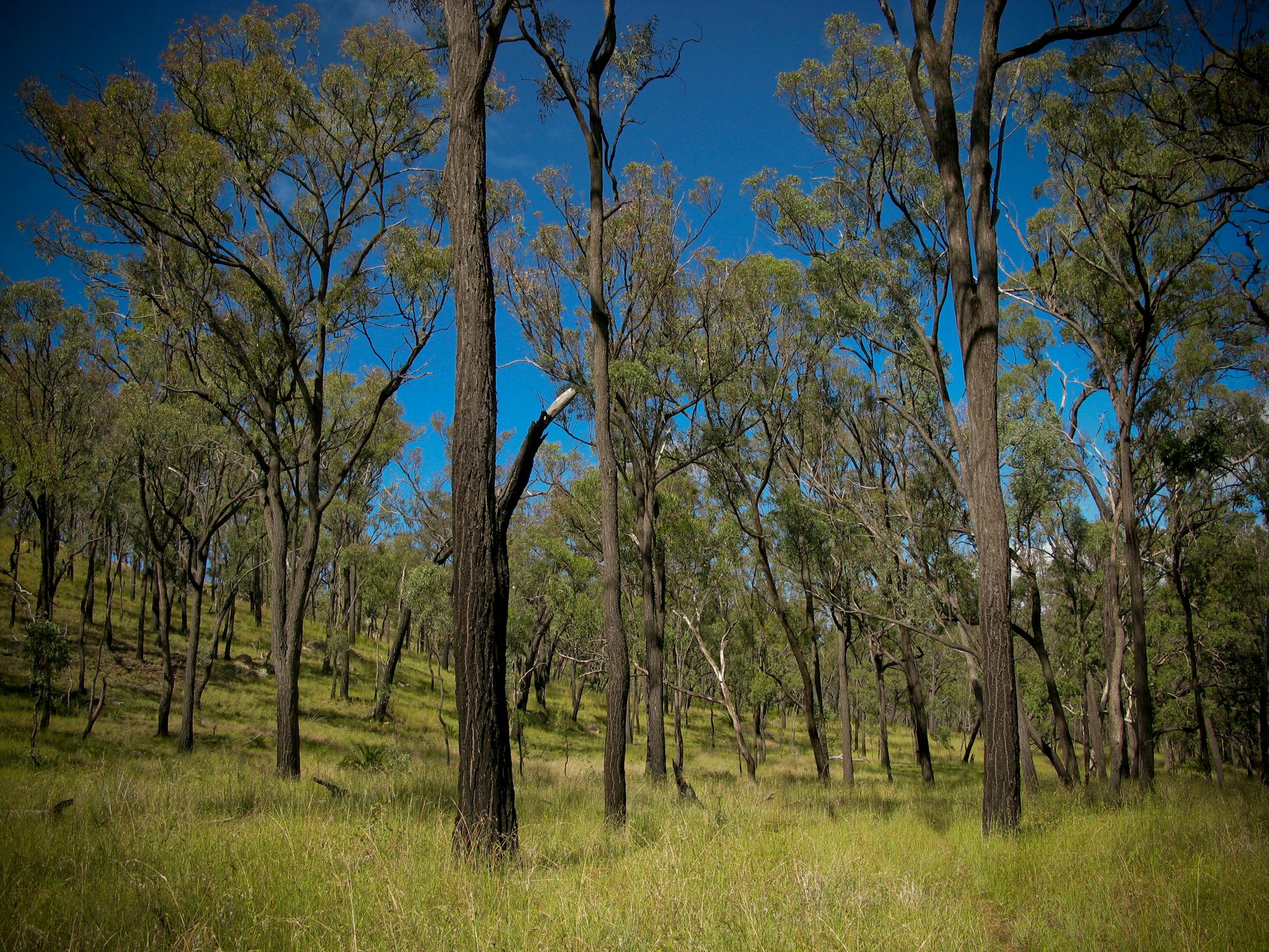Tall trees stand on a grassy hill slope. Tall trees stand on a grassy hill slope.