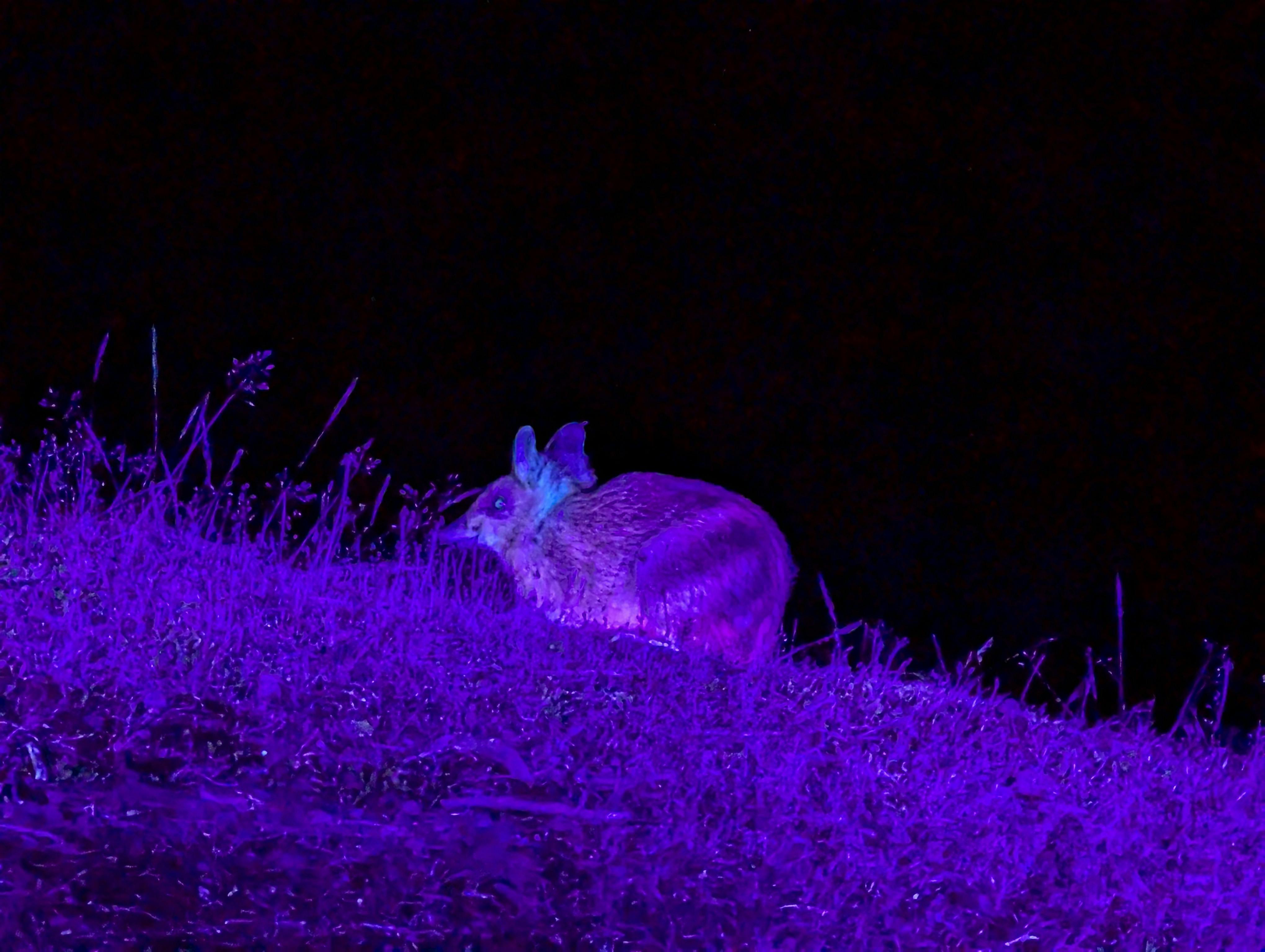 Eastern Barred Bandicoot glowing pink