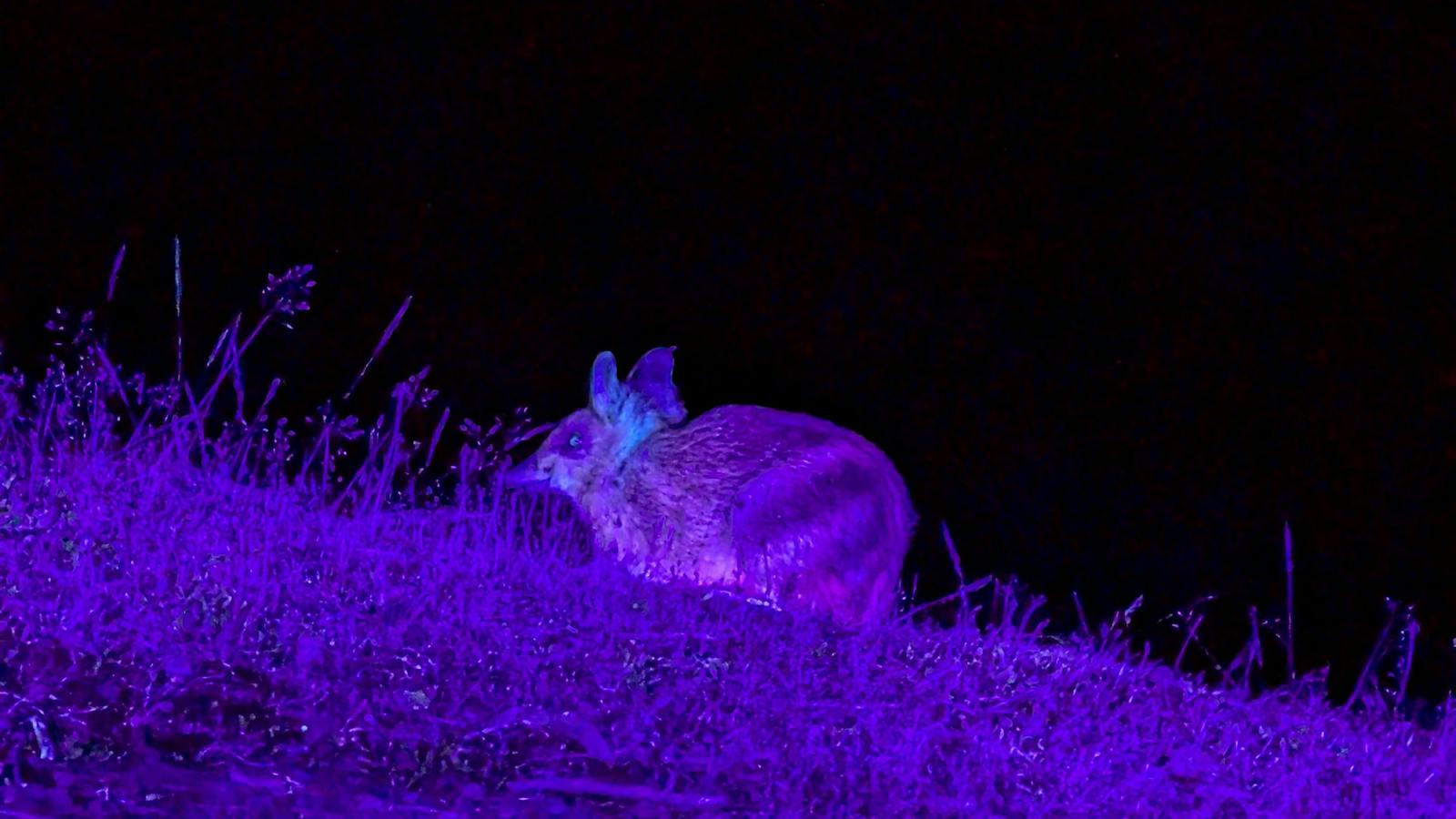 Eastern Barred Bandicoot glowing pink