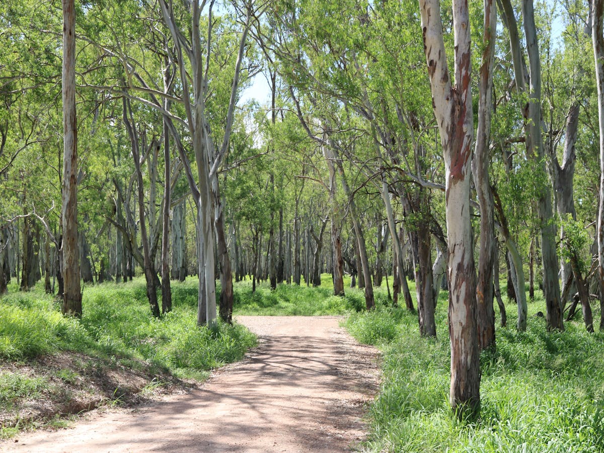 Yellowbank Reserve dirt road in between trees