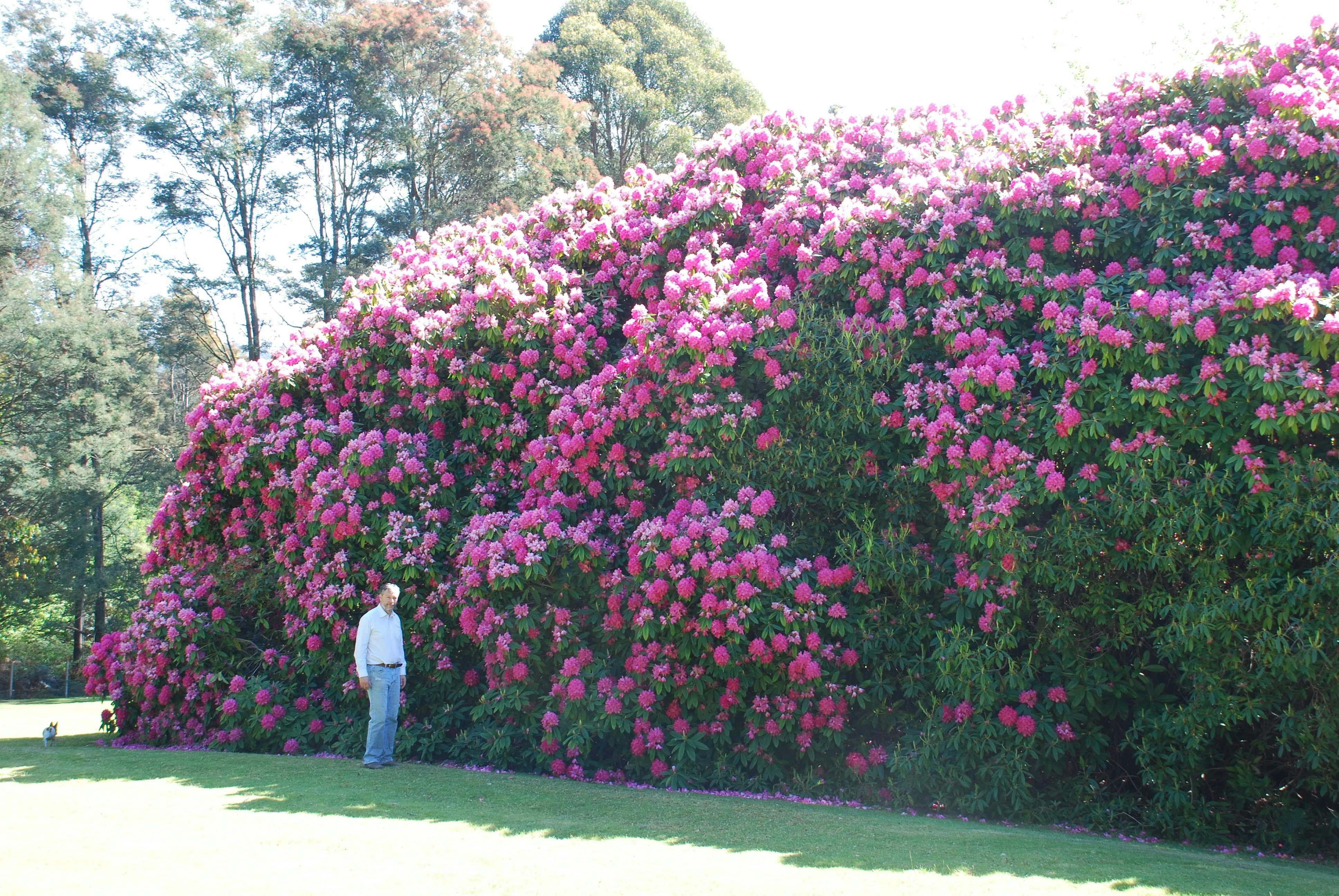 Lalla Flower Farm