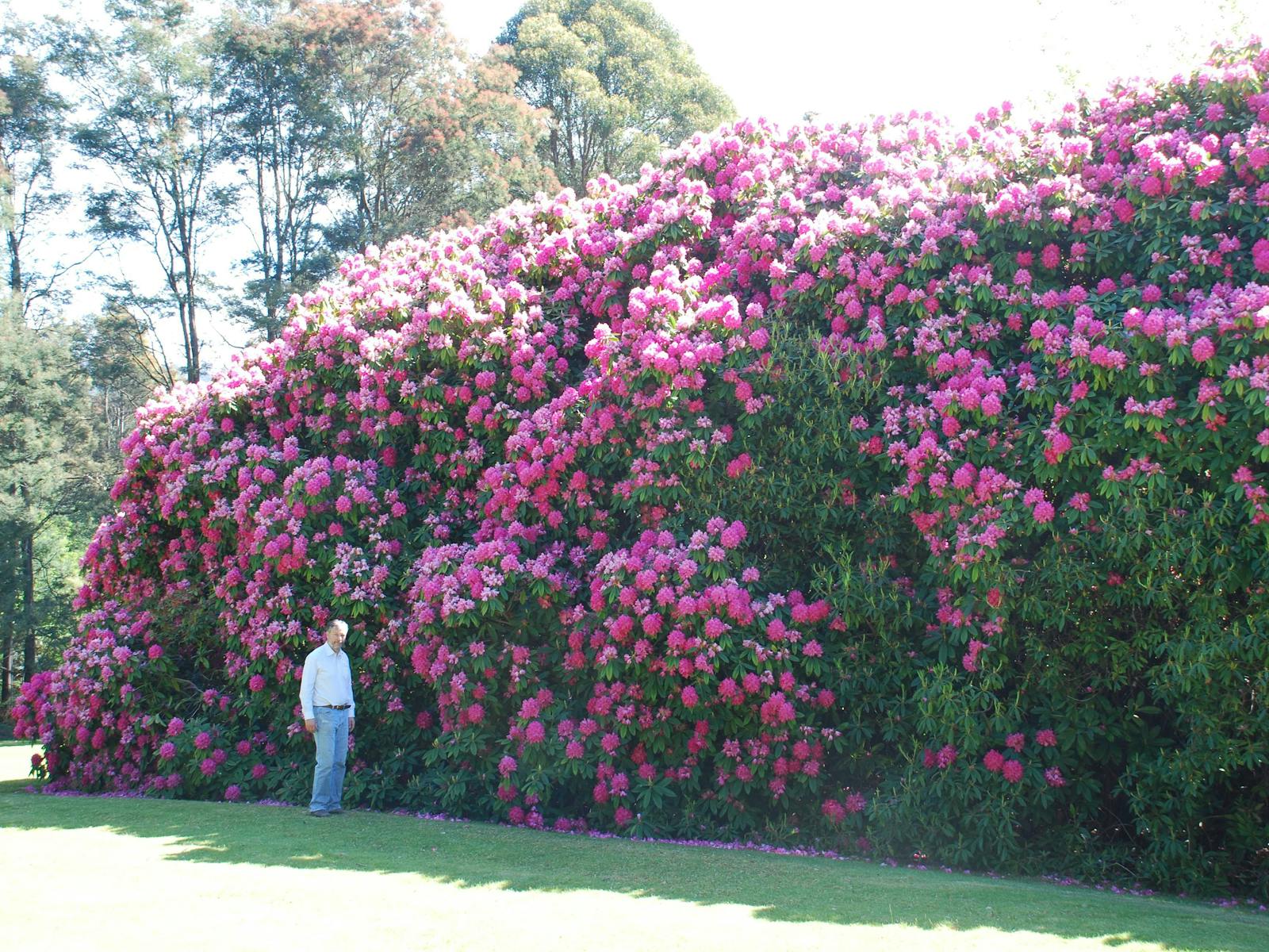 Heritage rhododendrons blooming late October. These are 8m high, possibly the largest in Australia