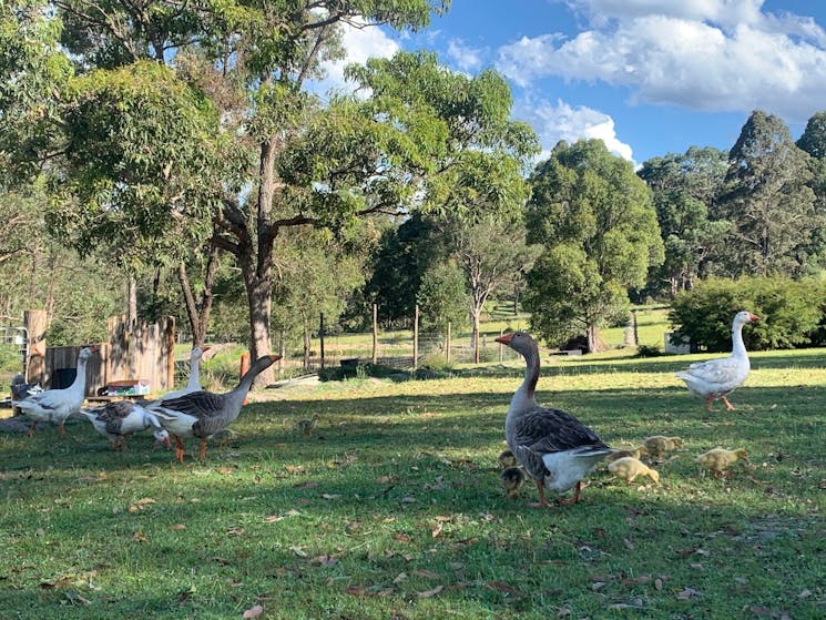 Geese on the Davis Farm
