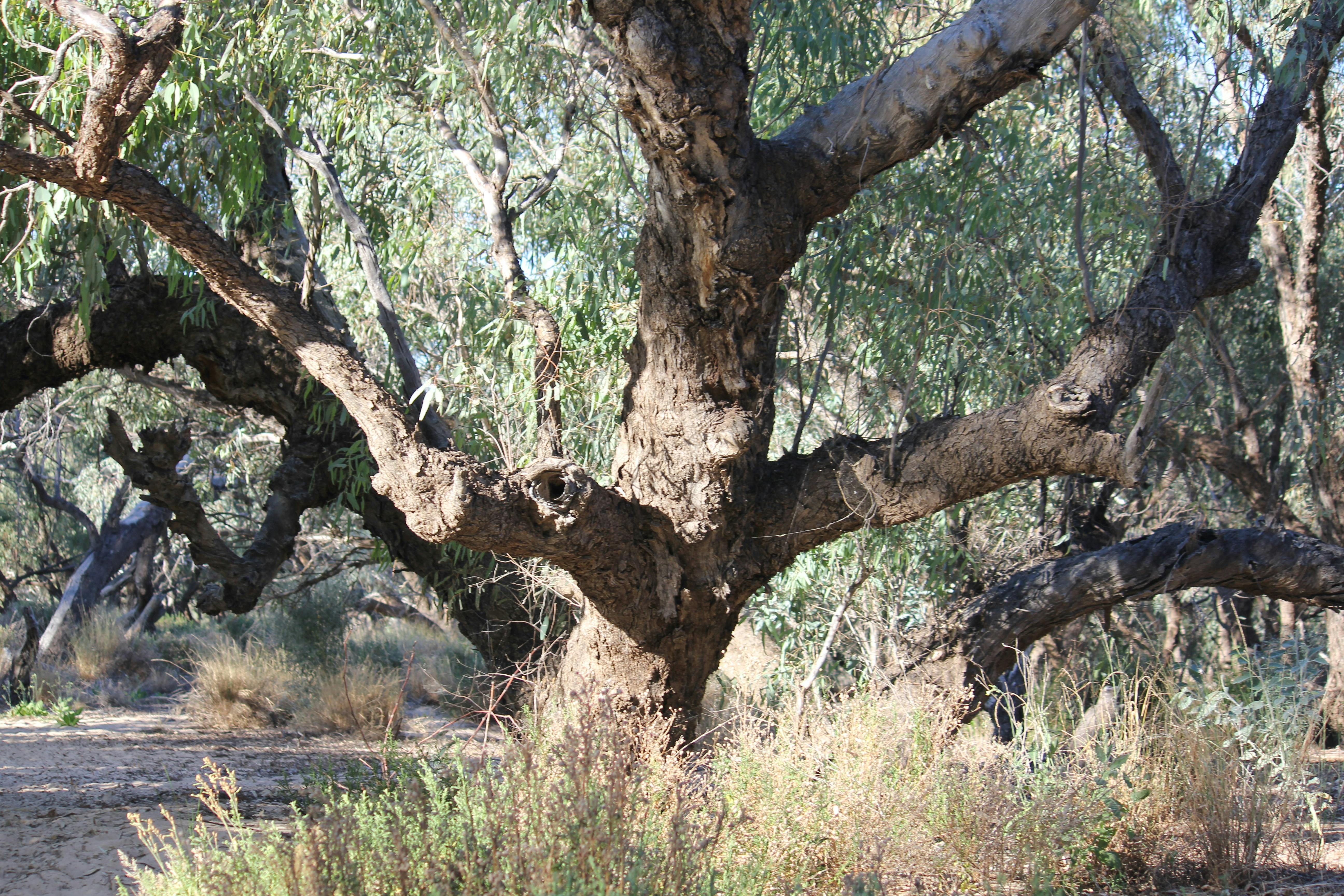 Channel and Corner Country Adelaide Broken Hill Innaminka Birdsville Alice Springs 12 Day Tour