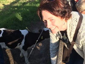 Twice daily calf feeding available in Bodalla