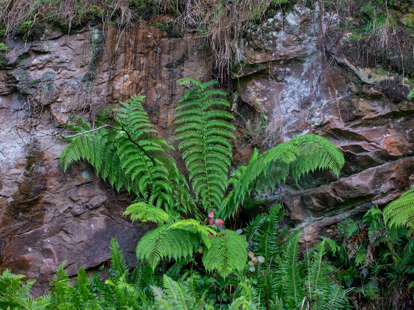 Man fern, cliff face, rocks, moss, creek, fresh air, bird song, platypus, trout, lobster, padymelon