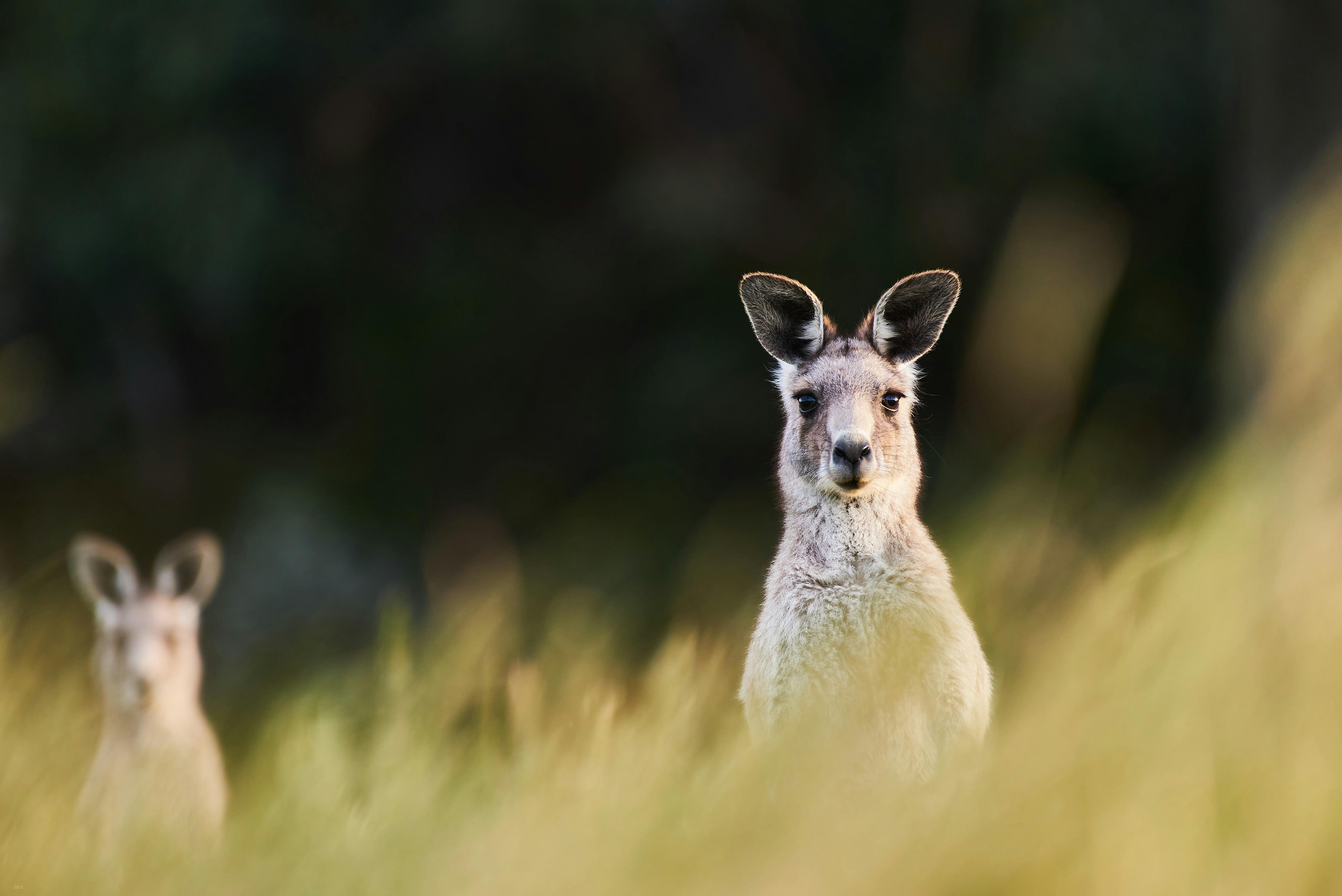 Kangaroos at Wildlife Wonders