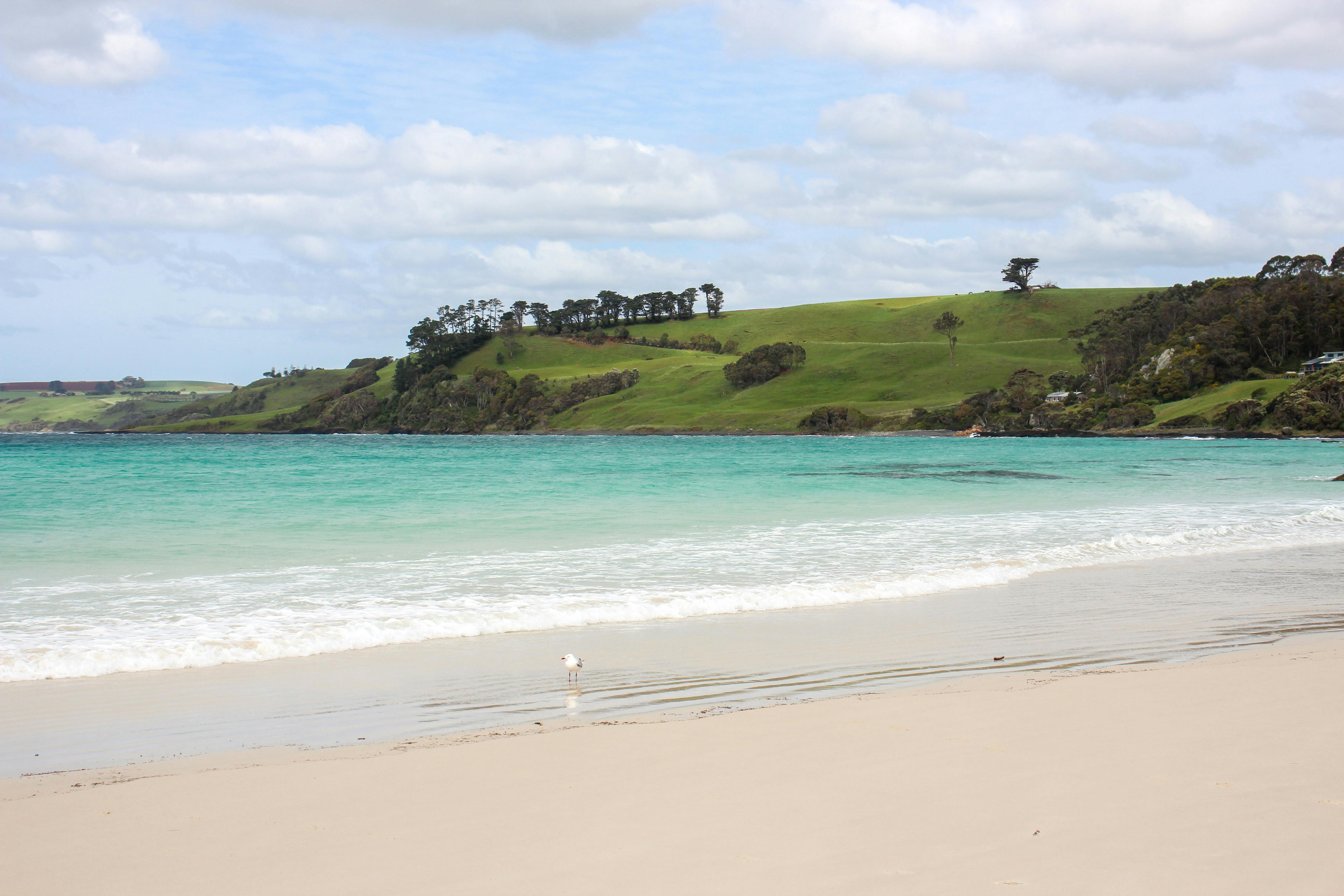 Boat Harbour Beach walking track to Sisters Beach Tasmania