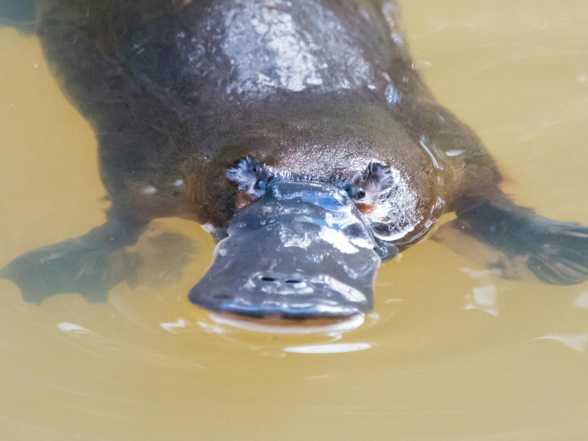 Platypus (Ornithorhynchus anatinus) close up of face Platypus (Ornithorhynchus anatinus) close up of face