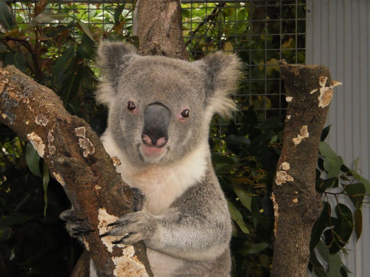 Boris loves his gum leaves.