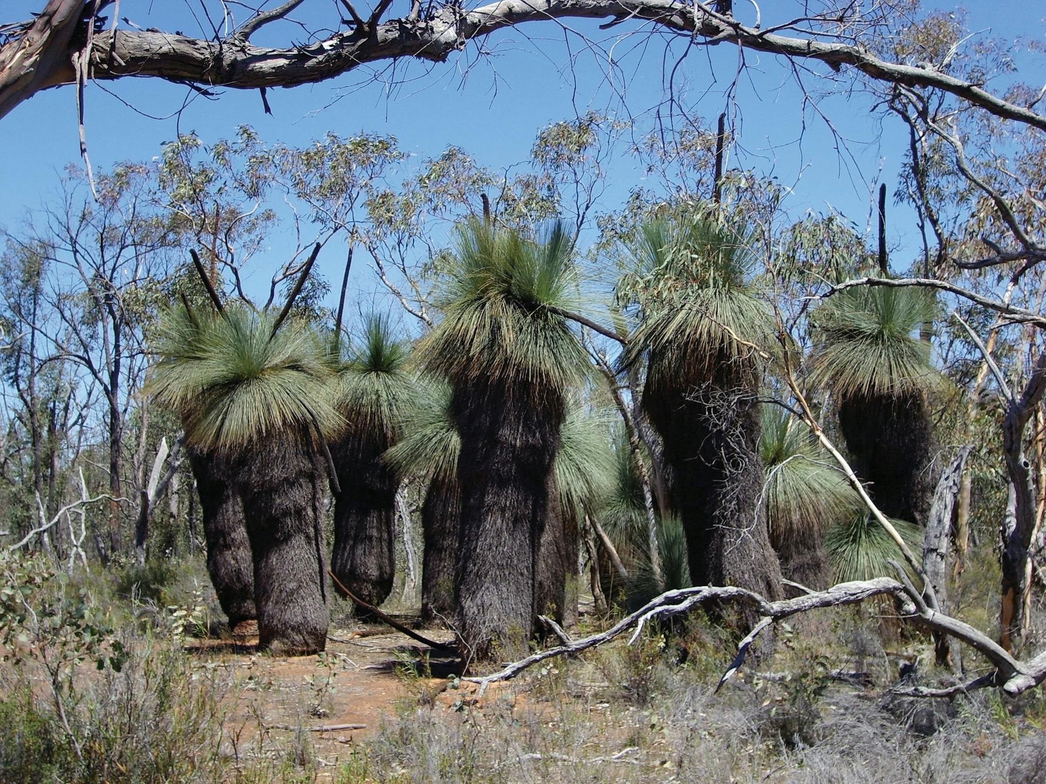 Warby Ovens National Park Wangaratta