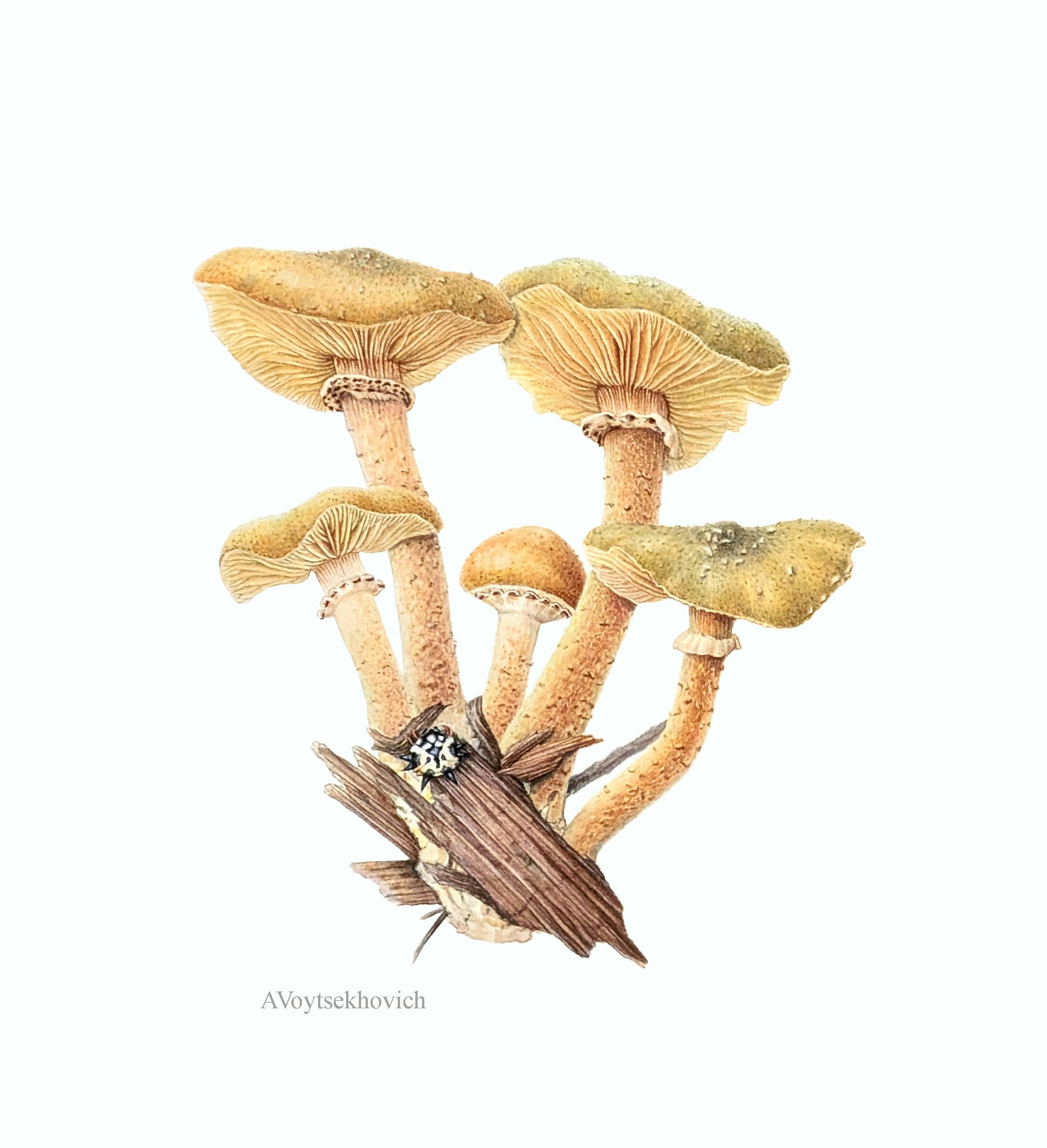 Water colour of yellow fungi