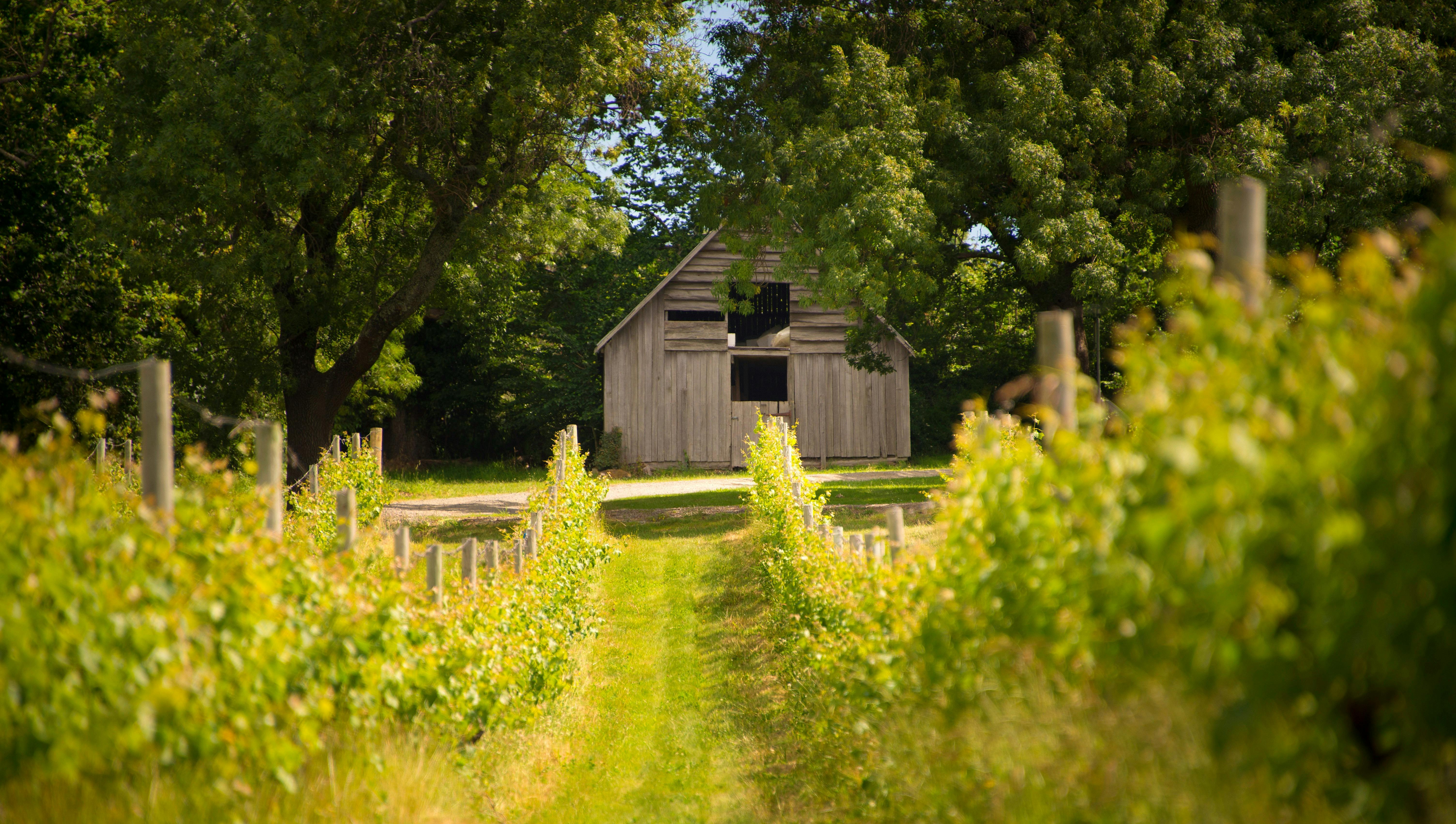 Building in a vineyard