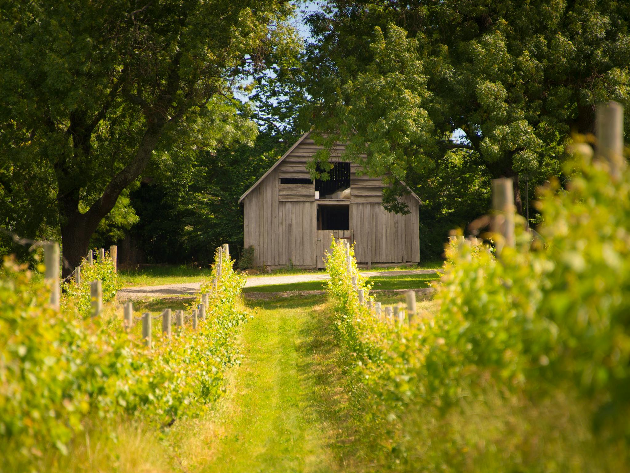 Building in a vineyard