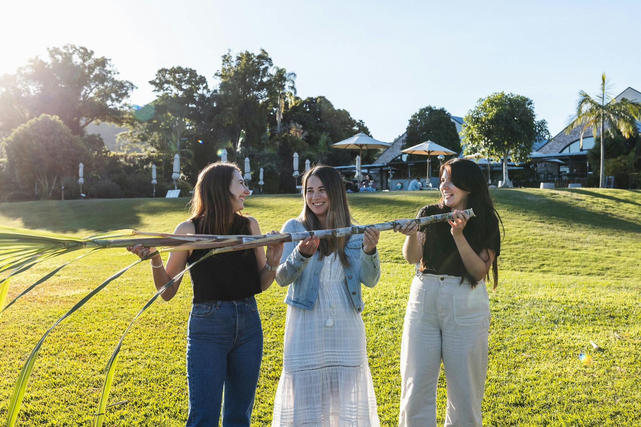 Cane Cutting at Husk Distillery
