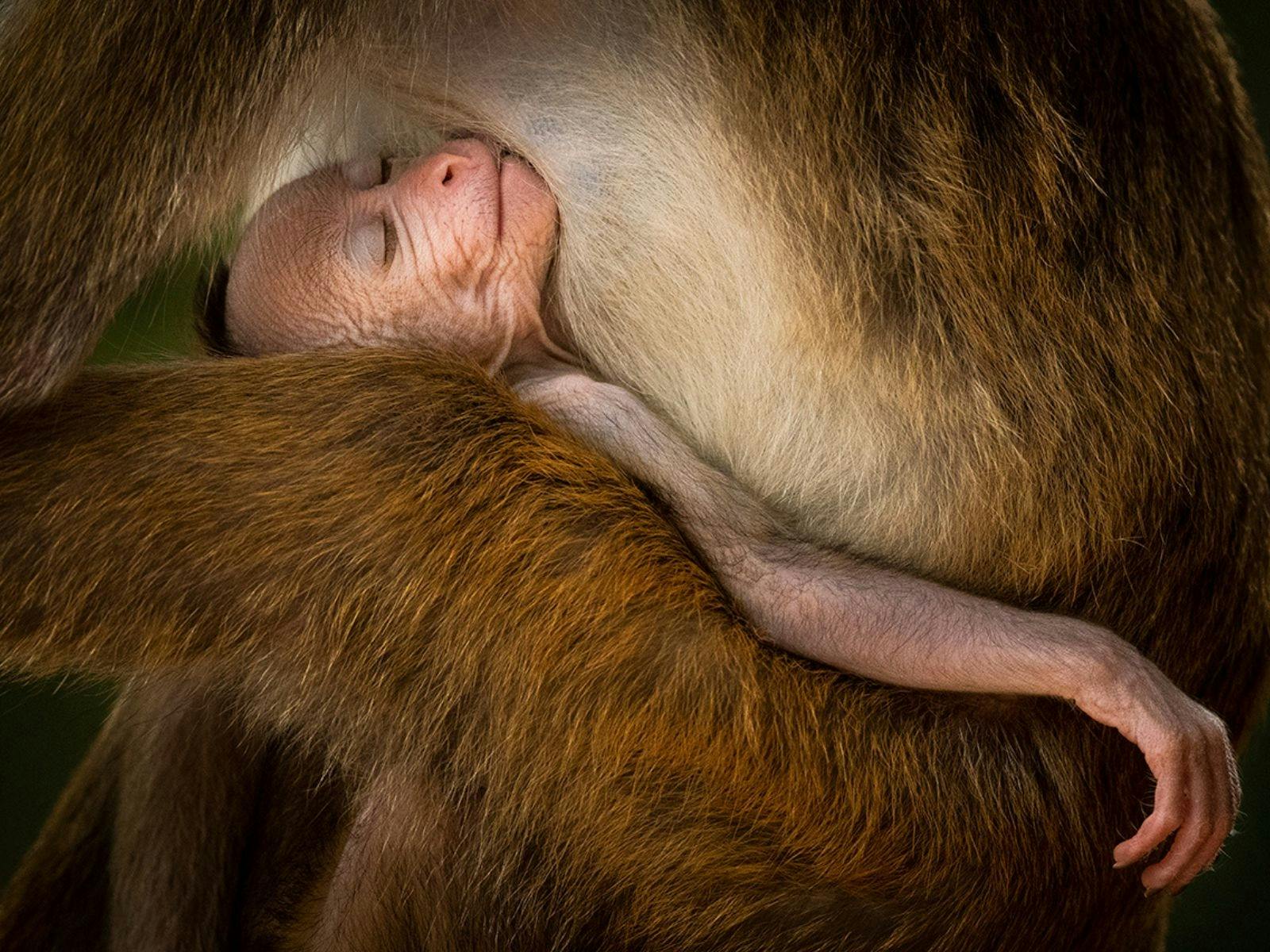 Wildlife Photographer of the Year