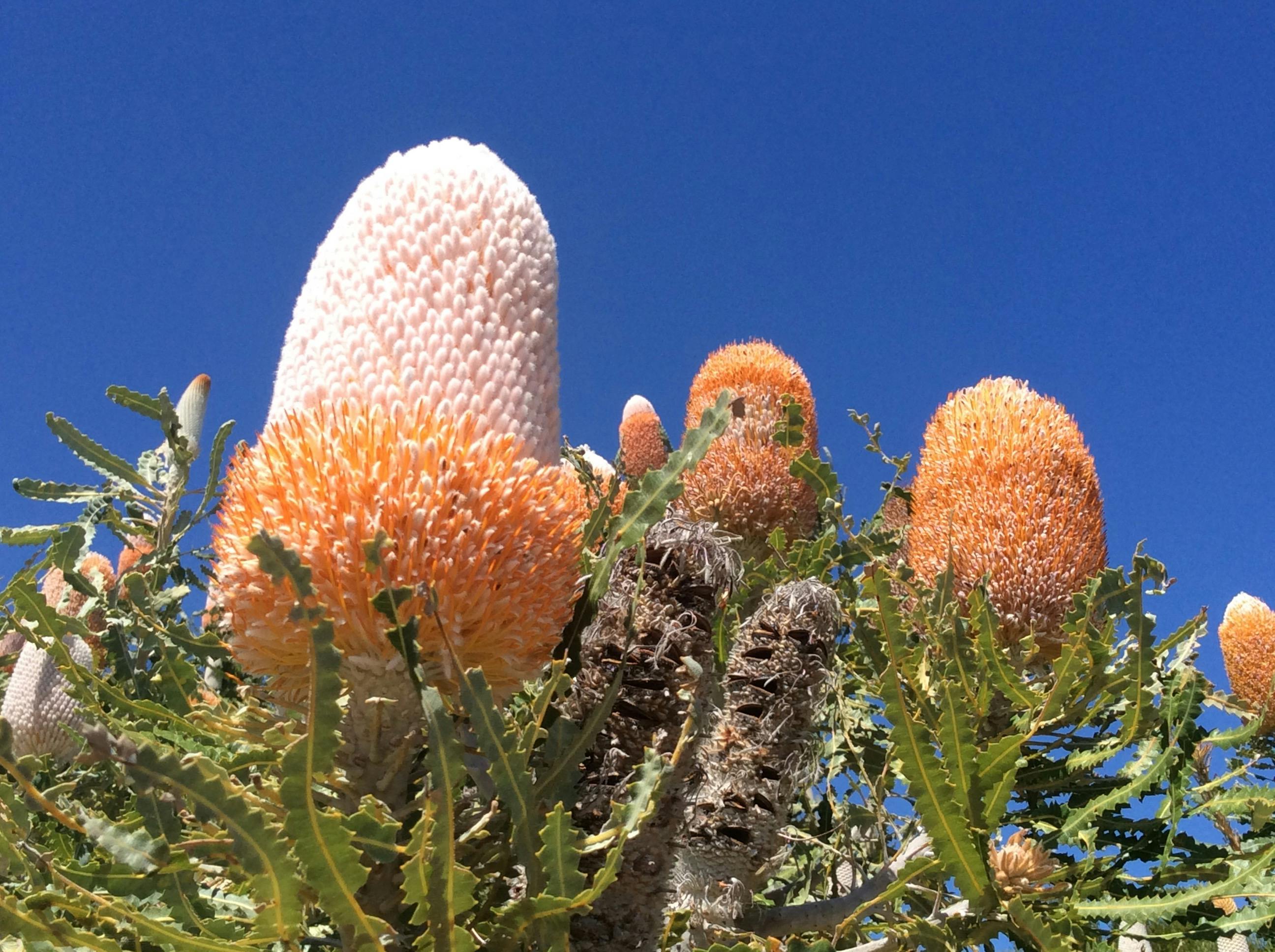 Banksia Plant
