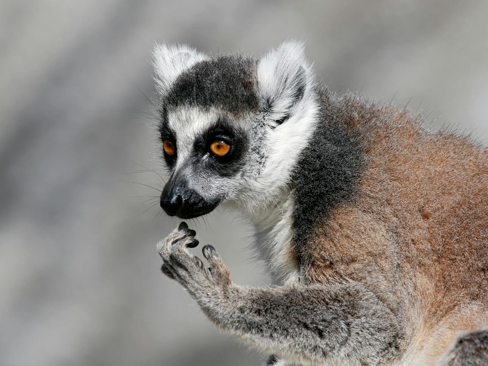 Gorge Wildlife Park