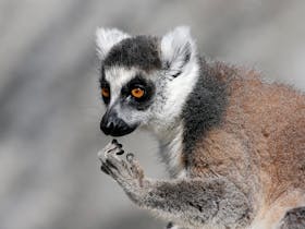 Ring-tailed Lemur Gorge Wildlife Park