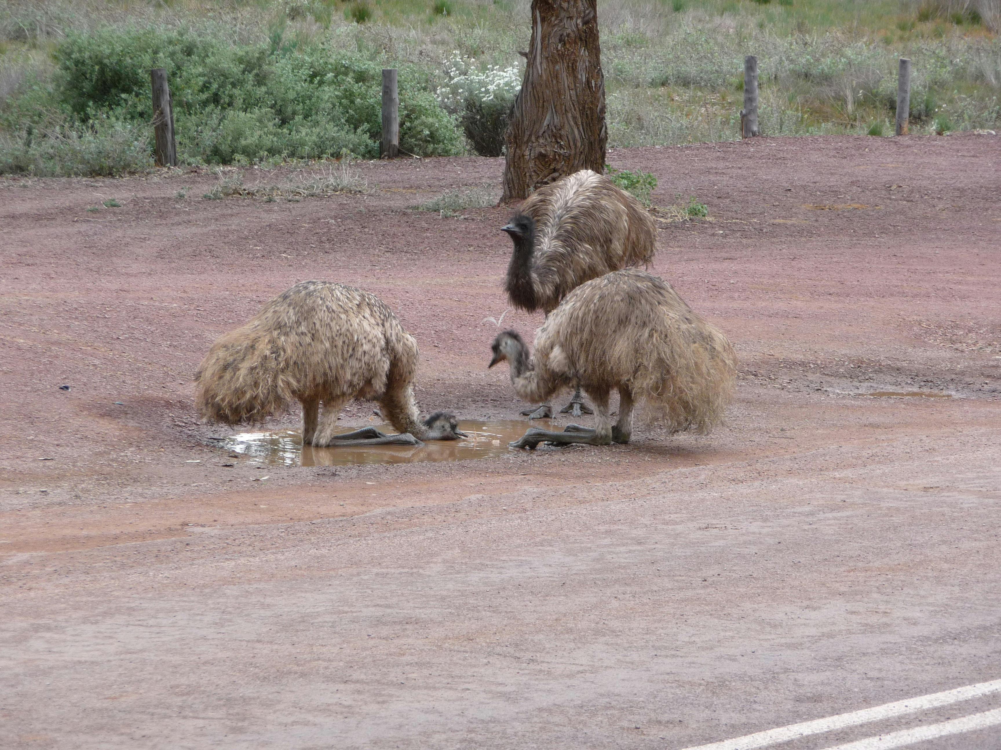 Flinders Ranges, South Austalia