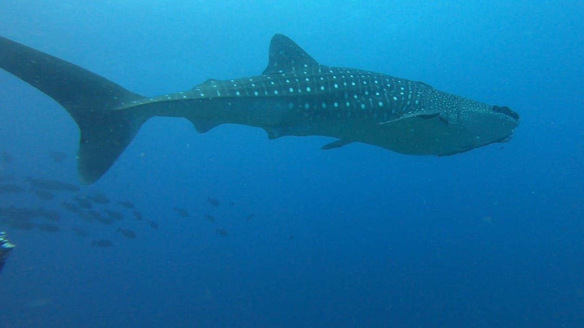 Whale Shark image