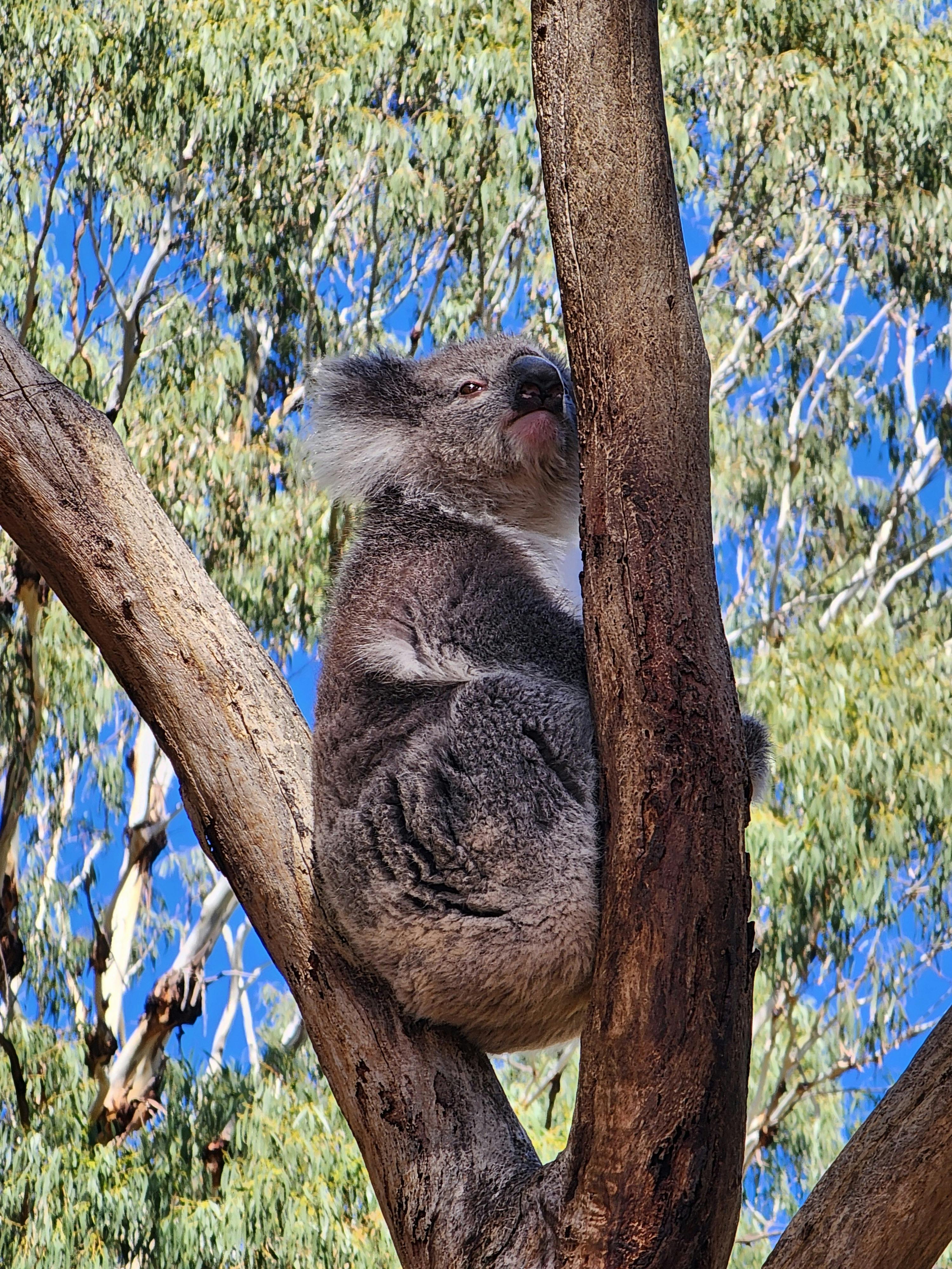 Koala in a gumtree at Cleland wildlife park